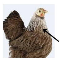 Hackle | Parts of Chicken