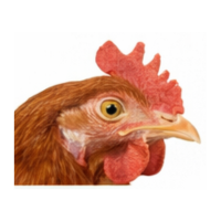 Head | Parts of Chicken