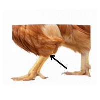Hock | Parts of Chicken