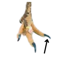 Nail | Parts of Chicken