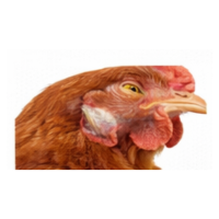 Neck | Parts of Chicken