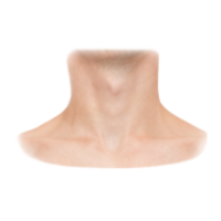 Neck | Parts of Body