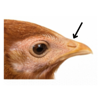 Nostril | Parts of Chicken