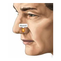 Nostrils | Parts of Body