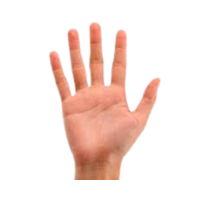 Palm | Parts of Body