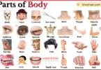 Parts of Body with Names in English with Pictures