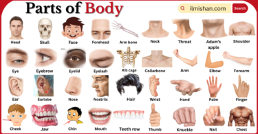 Parts of Body with Names in English with Pictures