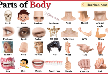 Parts of Body with Names in English with Pictures