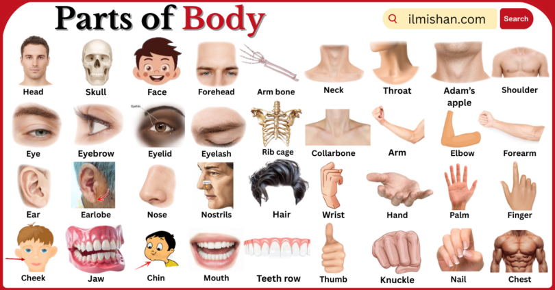 Parts of Body with Names in English with Pictures