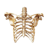Rib cage | Parts of Body
