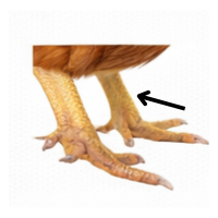 Shank | Parts of Chicken