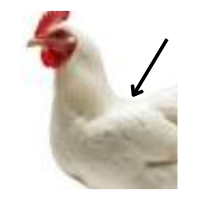 Shoulder | Parts of Chicken