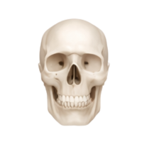 Skull | Parts of Body