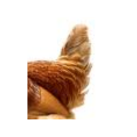 Tail | Parts of Chicken
