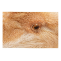 Thigh | Parts of Chicken