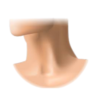 Throat | Parts of Body