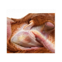 Vent | Parts of Chicken