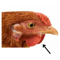 Wattle | Parts of Chicken